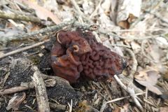 Gyromitra esculenta