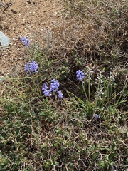Muscari parviflorum