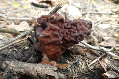 Gyromitra esculenta