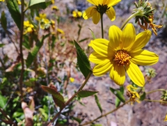 Flourensia thurifera