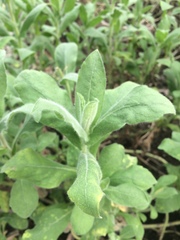 Heterotheca inuloides