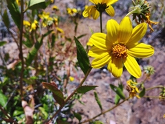 Flourensia thurifera