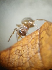 Tapinocyba insecta