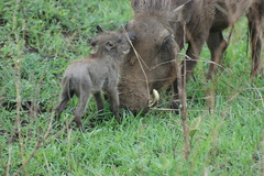 Phacochoerus africanus massaicus