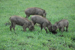 Phacochoerus africanus massaicus