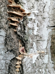 Gloeoporus dichrous