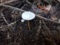 Strobilurus ohshimae