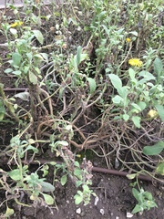 Heterotheca inuloides