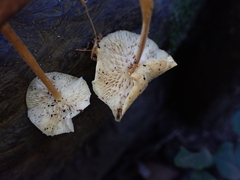 Strobilurus ohshimae