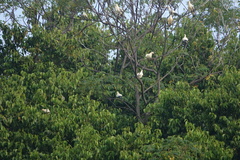 Ducula bicolor
