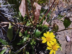 Flourensia thurifera