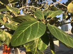 Ficus benghalensis