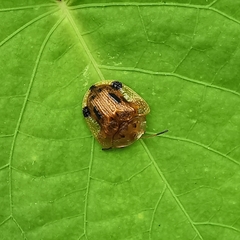 Laccoptera nepalensis