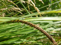 Carex acuta