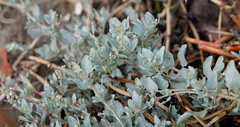 Atriplex maximowicziana