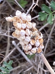 Sanguisorba verrucosa