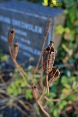 Papaver cambricum