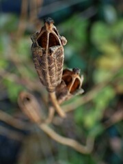 Papaver cambricum