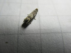 Acrolophus popeanella