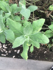 Heterotheca inuloides