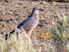 Melierax canorus canorus