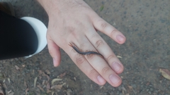 Cormocephalus westwoodi