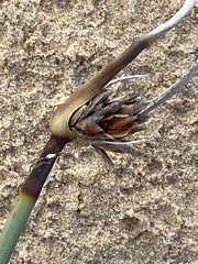 Schoenus nigricans