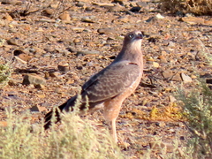 Melierax canorus canorus