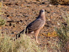 Melierax canorus canorus
