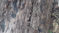 Cormocephalus westwoodi