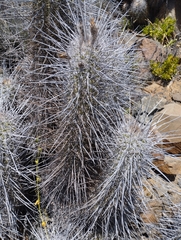 Trichocereus deserticola
