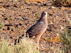Melierax canorus canorus