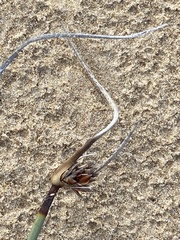 Schoenus nigricans