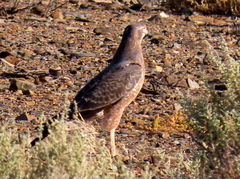 Melierax canorus canorus