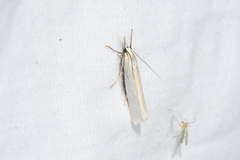 Crambus perlella