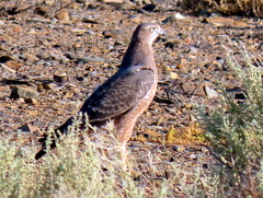Melierax canorus canorus
