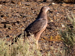 Melierax canorus canorus