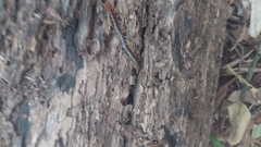 Cormocephalus westwoodi