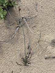 Schoenus nigricans