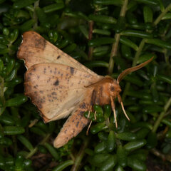 Prochoerodes lineola