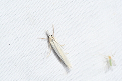 Crambus perlella
