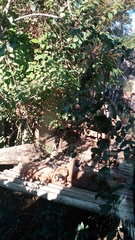 Caracal