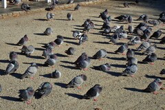 Columba livia