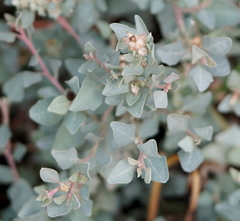 Atriplex maximowicziana