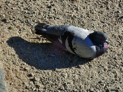 Columba livia