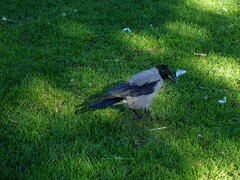 Corvus cornix