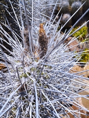 Trichocereus deserticola
