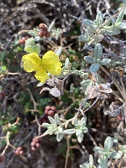 Helianthemum stipulatum
