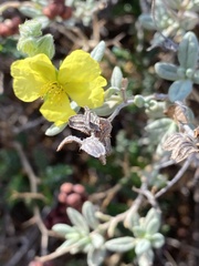 Helianthemum stipulatum