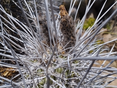 Trichocereus deserticola